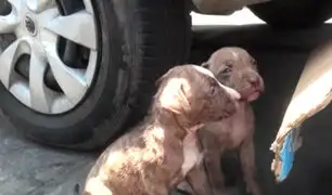 Surco: rescatan a cachorras pitbull que eran vendidas clandestinamente