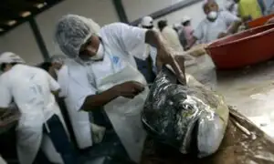Comerciantes reducen el precio del pescado en terminal de Villa María del Triunfo