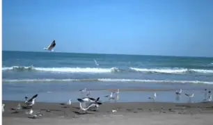 Aves se apropian de las playas en Punta Hermosa