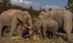 Tailandia: 78 elefantes son devueltos a su hábitat natural por falta de turistas