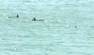 Costa Verde: aparecen delfines ante ausencia de bañistas por cuarentena