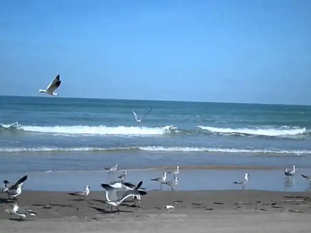 Aves se apropian de las playas en Punta Hermosa