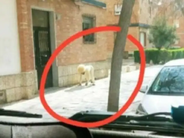 España: hombre se disfraza de perro para evitar cuarentena