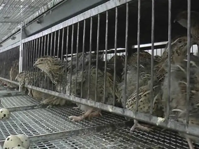 Estado de emergencia: criador de codorniz regala aves por falta de alimento en Ica
