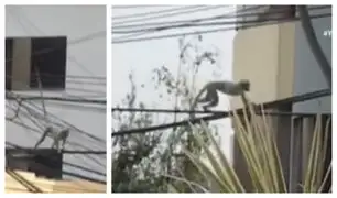 Vecinos alertan de presencia de mono en la calle