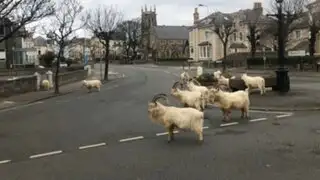 Cabras invaden un pueblo de Gales en medio de la cuarentena