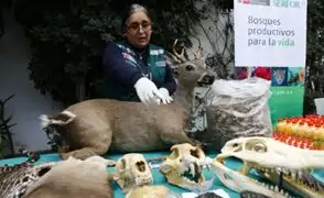 Día de la Tierra: Defensoría pide frenar consumo y tráfico ilegal de animales silvestres