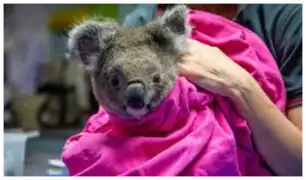 Australia: koalas heridos en incendios forestales regresan a su hábitat