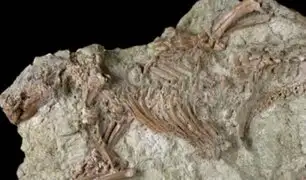 Descubren el esqueleto entero de un mamífero de hace más de 66 millones de años