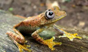 Minam: Perú cuenta con 622 especies de anfibios y es el más diverso del planeta