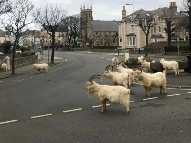 Cabras invaden un pueblo de Gales en medio de la cuarentena