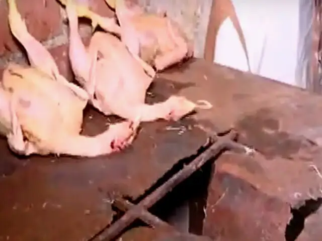 Operativo en Chorrillos: avícola distribuye carne de pollo en pésimas condiciones