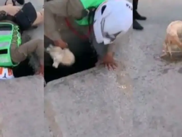 Lambayeque: Policía salva a perrito que se ahogaba en canal de regadío