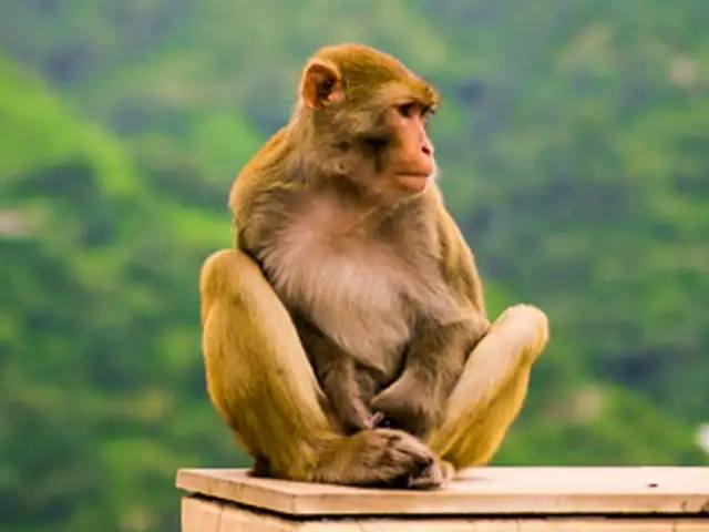 COVID-19: científicos de Oxford probaron con éxito vacuna en monos
