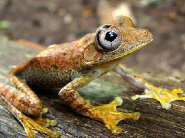 Minam: Perú cuenta con 622 especies de anfibios y es el más diverso del planeta