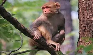 India: foto de primates respetando el distanciamiento social se viralizó