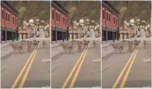 Ciervos aprovechan cuarentena para recorrer calles de ciudad estadounidense