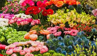 Comerciantes de flores a la espera de protocolos para reanudar ventas