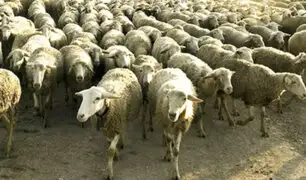 Turquía: decenas de ovejas tomaron importante vía de ciudad en plena cuarentena