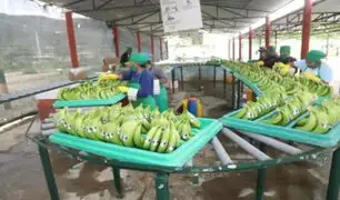Piura: exportaciones de banano orgánico a Europa se incrementaron a más de 1.4 toneladas