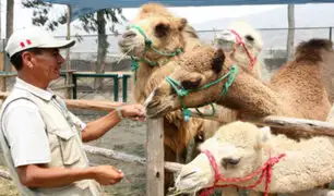 Zoológico de Huachipa inicia preventa de entradas para alimentar a animales