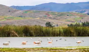 Junín: laguna de Chocón renace en medio de emergencia por coronavirus