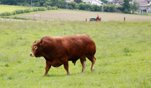 Escocia: toro dejó sin fluido eléctrico a más de 700 familias tras rascarse contra poste
