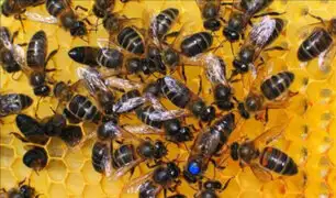 UE reducirá uso de pesticidas para proteger a las abejas y la biodiversidad