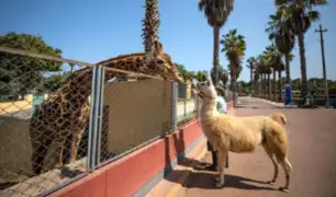 FOTOS: Animalitos pasearon por el Parque de las Leyendas en medio de inmovilización
