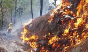 Guatemala: incendios arrasan miles de hectáreas de bosques