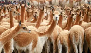 Piden investigar cacería furtiva de vicuñas durante cuarentena en Ayacucho