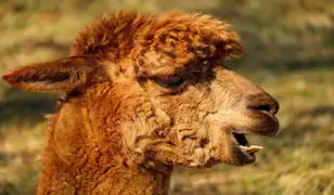 Coronavirus: Laboratorio peruano inicia pruebas en alpacas de una posible vacuna