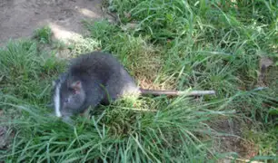 Rata chinchilla que se creía extinta vuelve a ser vista después de 11 años en Cusco