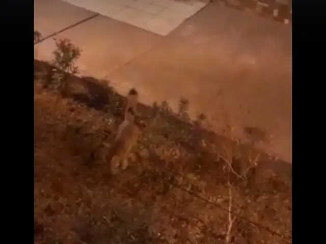 Un zorro campestre fue visto deambulando por las calles de la Molina
