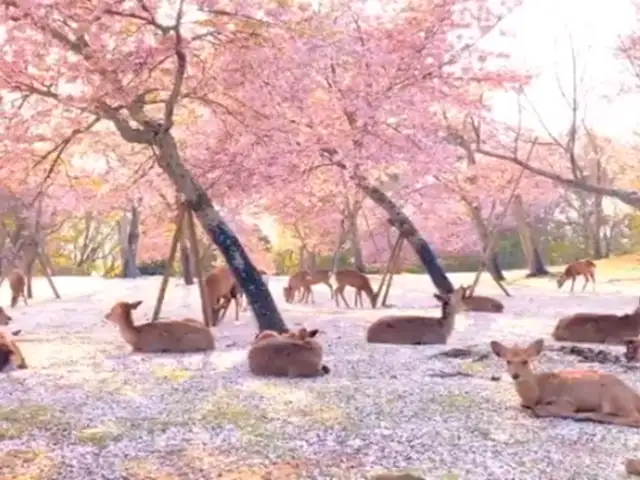 Japón: avistan a ciervos descansando en conocido parque aprovechando la ausencia humana