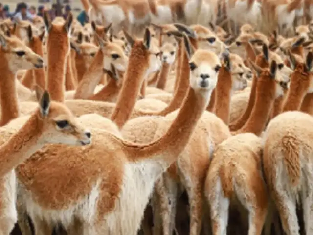 Piden investigar cacería furtiva de vicuñas durante cuarentena en Ayacucho