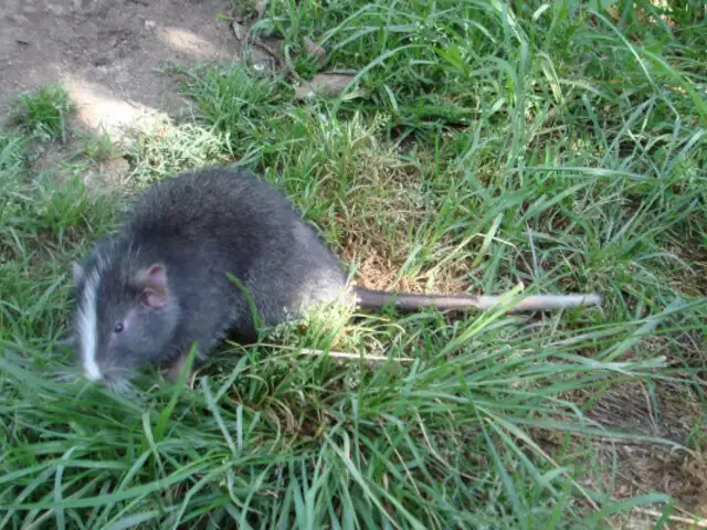 Rata chinchilla que se creía extinta vuelve a ser vista después de 11 años en Cusco