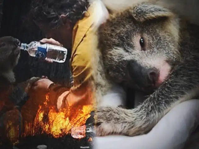 Australia: reportan que 3 mil millones de animales murieron por incendios forestales