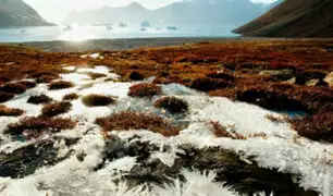Derretimiento de glaciares despierta bacterias y virus congelados durante cientos de años