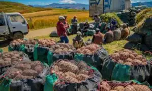 Agricultores de Apurímac envían más de 200 toneladas de papa a los mercados de la capital