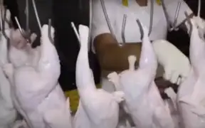 Callao: denuncian a municipalidad por desaparición de donación de 4 mil pollos