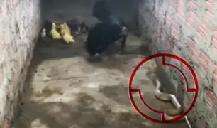 Una gallina se enfrenta a una cobra para proteger a sus pollitos