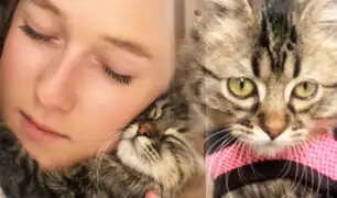 Bélgica: gato cusqueño “Lee” no será sometido a la eutanasia por haber ingresado sin control sanitario