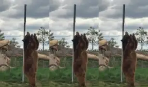 EEUU: captan a oso que pareciera bailar pole dance mientras se rasca con poste