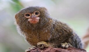 Primate más pequeño del mundo vive en Austria