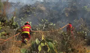 Incendio forestal destruyó plantaciones de eucalipto en Andahuaylas