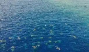 Miles de tortugas marinas fueron captadas por dron en Australia