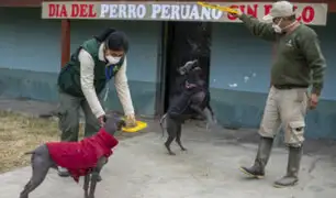 Día del Perro Peruano: Lucas y Ludovico celebran esta fecha en el Parque de Las Leyendas
