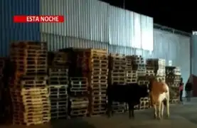 Chaclacayo: Toros escapan de camión accidentado y siembran pánico en los vecinos