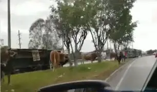 Trébol Javier Prado: camión con toros se vuelca y mueren cinco animales